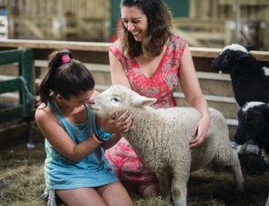 Lamb Cuddles